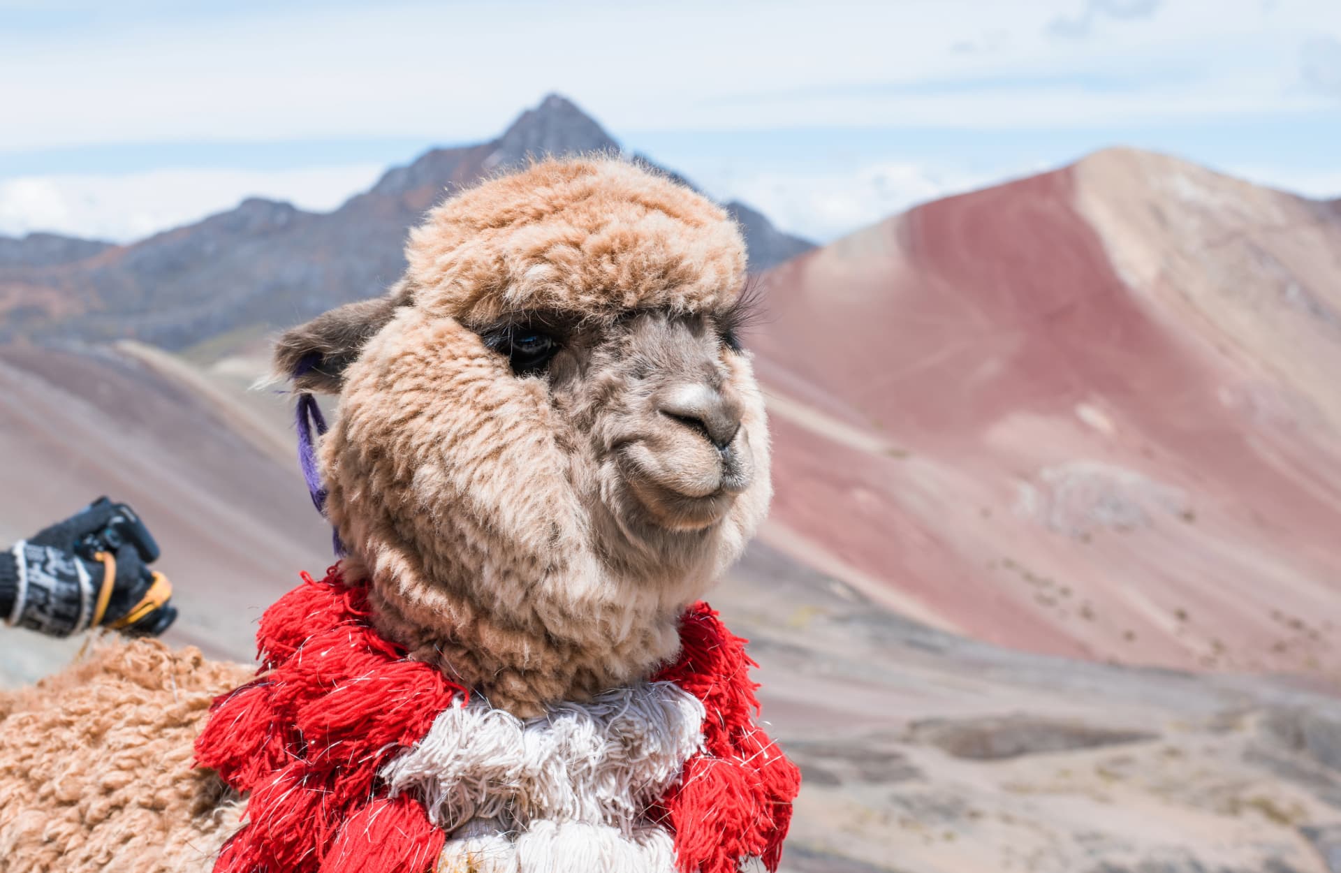 Llama en la Montaña de Colores